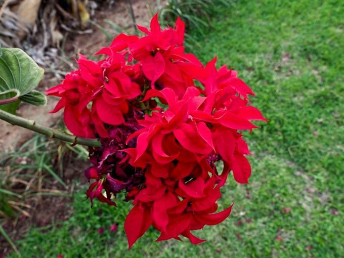 Poinsettia Family Cottage เฮซีวิว ภายนอก รูปภาพ
